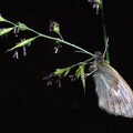 Coenonympha pamphilus (Linnaeus, 1758)