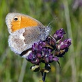 Coenonympha pamphilus (Linnaeus, 1758)