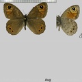 Lasiommata maera (Linnaeus, 1758)