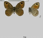 Lasiommata maera (Linnaeus, 1758)