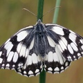 Melanargia galathea (Linnaeus, 1758)