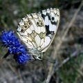 Melanargia galathea (Linnaeus, 1758)