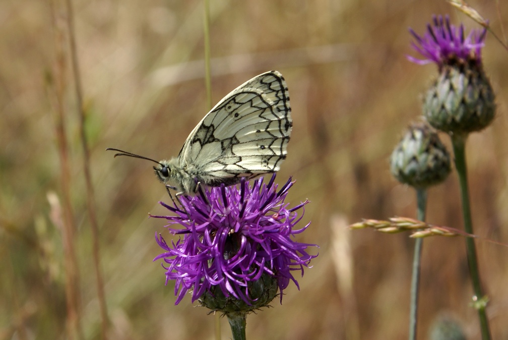 Melanargia galathea (Linnaeus, 1758)