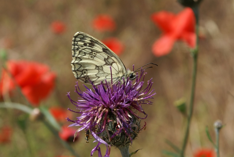 Melanargia galathea (Linnaeus, 1758)