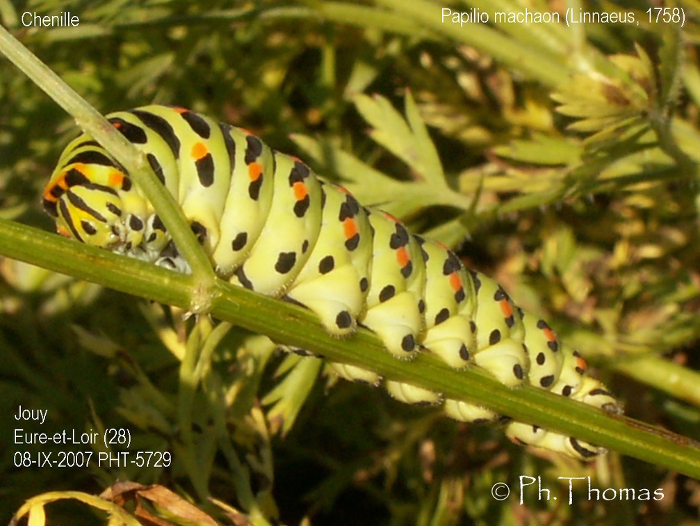 Papilio machaon Linnaeus, 1758 - Chenille