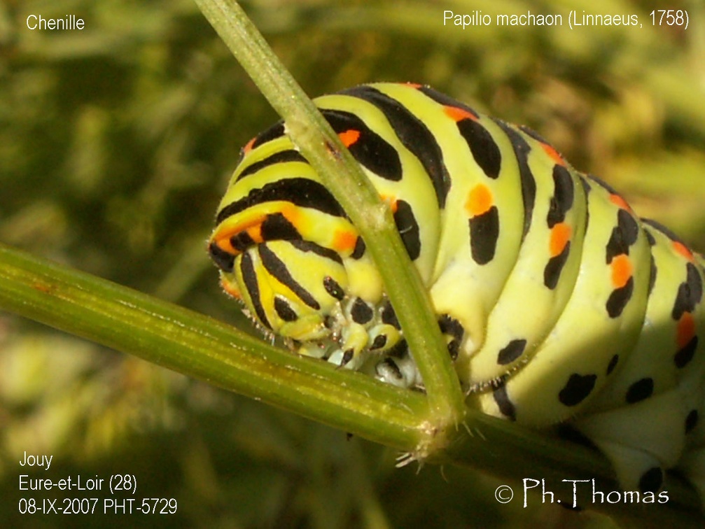 Papilio machaon Linnaeus, 1758 - Chenille