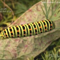 Papilio machaon Linnaeus, 1758 - Chenille