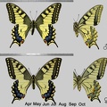 <!--hidden-->Papilio machaon Linnaeus, 1758