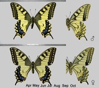 <!--hidden-->Papilio machaon Linnaeus, 1758