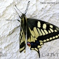 Papilio machaon Linnaeus, 1758