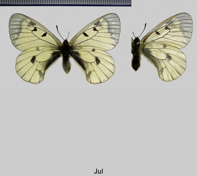 Parnassius mnemosyne (Linnaeus, 1758)