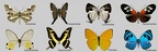Rhopalocères - Papillons de jour - Butterflies