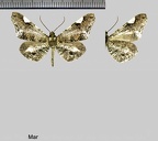 Macrosoma hedylaria (Warren, 1894)