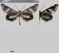 Macrosoma hyacinthina (Warren, 1905)