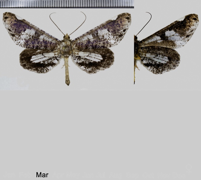 Macrosoma-hyacinthina-(Warren,-1905).jpg