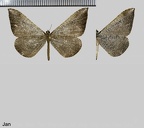 Macrosoma leptosiata (Felder & Rogenhofer, 1875)