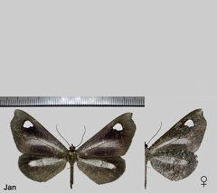 Macrosoma lucivittata (Walker, 1863)