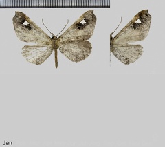 Macrosoma nigrimacula (Warren, 1897)