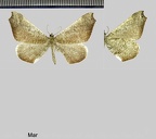 Macrosoma rubedinaria (Walker, 1862)