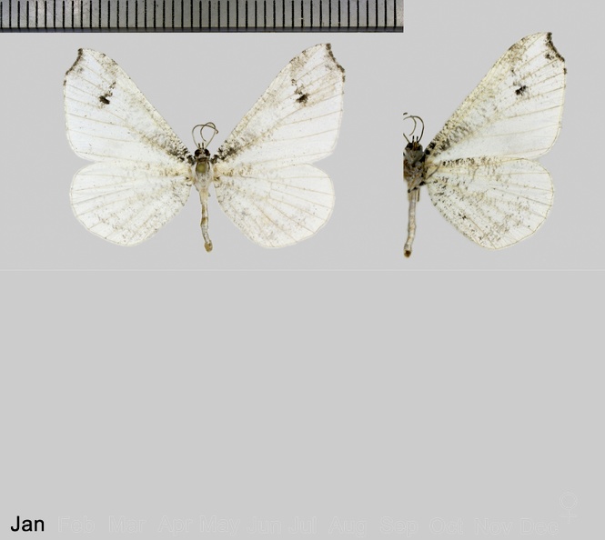 Macrosoma-ustrinaria-(Herrich-Schäffer,-1854).jpg