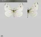 Macrosoma ustrinaria (Herrich-Schäffer, 1854)