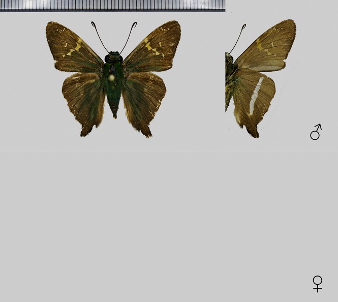 Aguna-aurunce-hypozonius-(Plötz,-1881).jpg