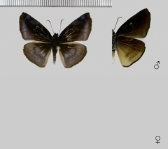 Anastrus neaeris narva Evans, 1953