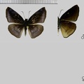 Anastrus neaeris narva Evans, 1953