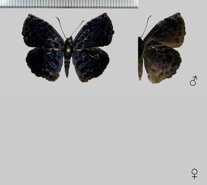 Cycloglypha-thrasibulus-thrasibulus-(Fabricius,-1793).jpg