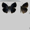 Cycloglypha thrasibulus thrasibulus (Fabricius, 1793)