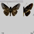 Dubiella fiscella fiscella (Hewitson, 1877)
