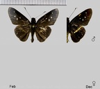 Dubiella fiscella fiscella (Hewitson, 1877)