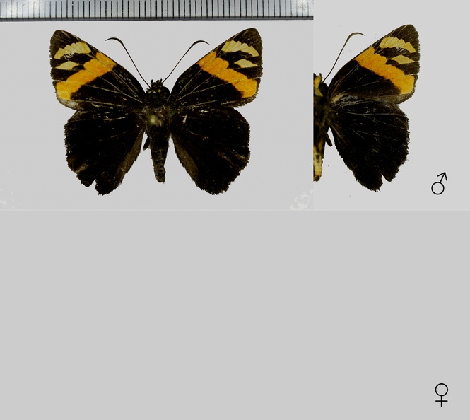 Entheus-priassus-priassus-(Linnaeus,-1758)-Variations.jpg