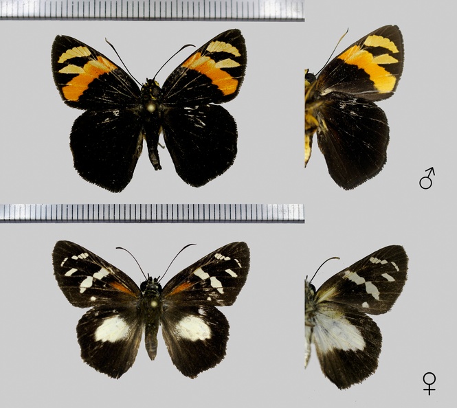 Entheus priassus priassus (Linnaeus, 1758)