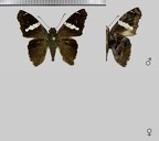 Spathilepia clonius (Cramer, 1775)