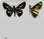 Vettius phyllus phyllus (Cramer, 1777)