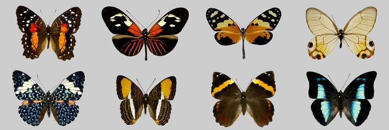 Nymphalidae-GF.jpg