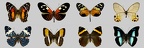 Nymphalidae
