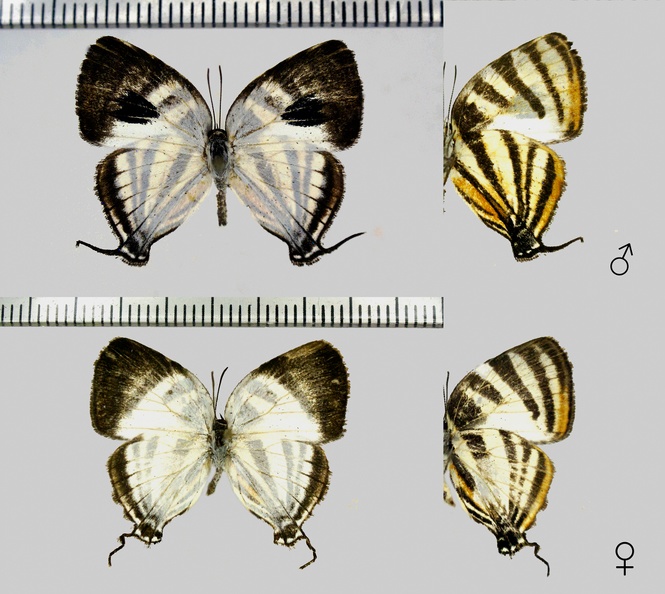 Arawacus-aetolus-(Sulzer,-1776).jpg