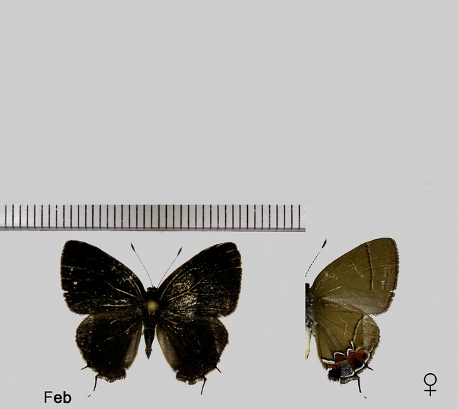Calycopis-cerata-(Hewitson,-1877).jpg