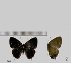 Calycopis cerata (Hewitson, 1877)
