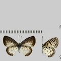 Leptotes cassius (Cramer, 1775)