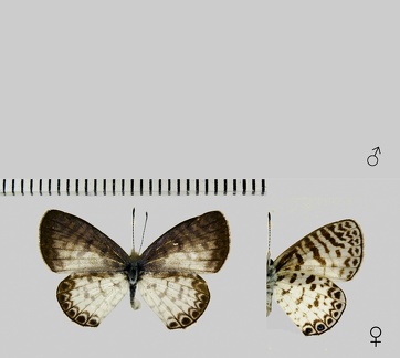 Leptotes cassius (Cramer, 1775)