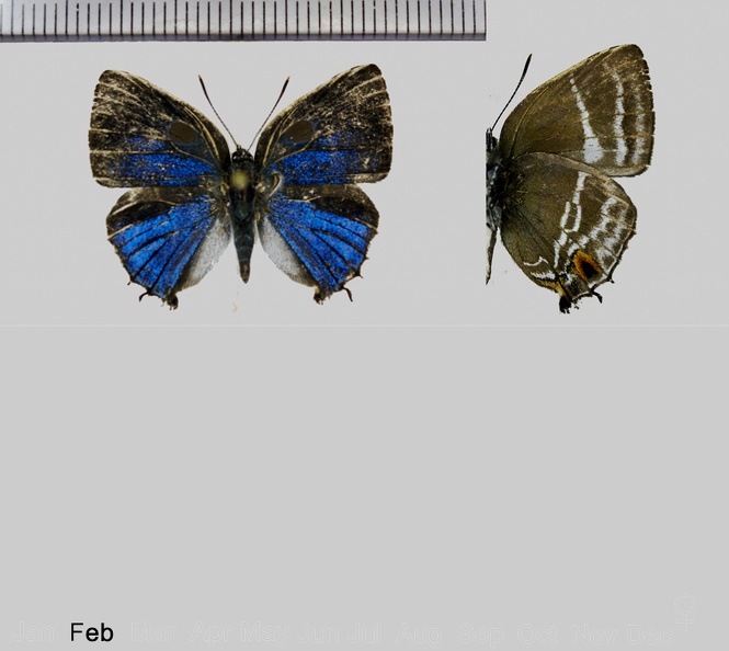 Megathecla cupentus (Stoll, 1781)