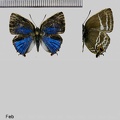 Megathecla cupentus (Stoll, 1781)