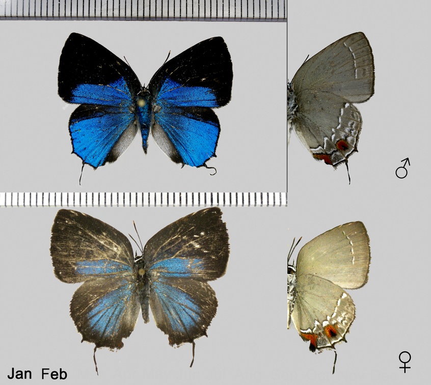 Ostrinotes tarena (Hewitson, 1874)