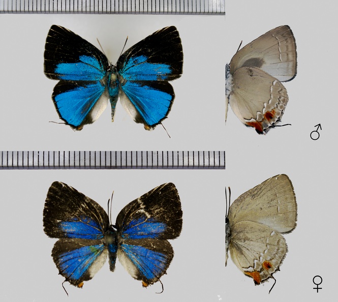 Strephonota cyllarissus (Herbst, 1800)