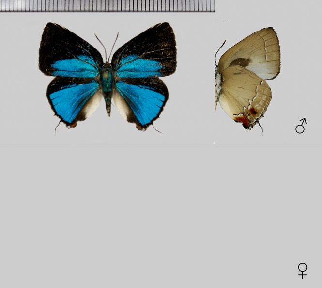 Strephonota-syedra-(Hewitson,-1867).jpg