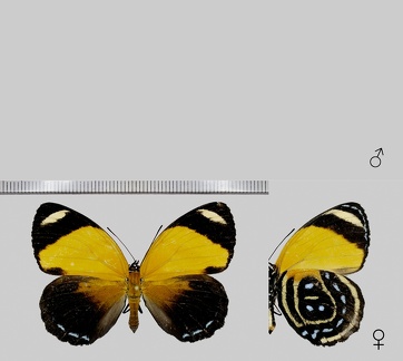 Callicore cynosura amazona (Bates, 1864)