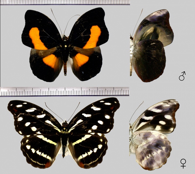 Catonephele acontius (Linnaeus, 1771)